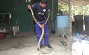 Tình Nguyện Viên Thái Lan Bắt Rắn Hổ Mang Chúa Dài 3 Mét Trong Nhà Dân