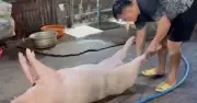 TP.HCM: Phát hiện hai lò giết mổ heo không phép trong hẻm sâu, điều kiện vệ sinh báo động