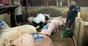 TP.HCM phát hiện lò giết mổ heo chui, hàng chục con không kiểm dịch