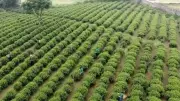 Trà Shan Tuyết Hồng Thái: Từ Cây Truyền Thống Đến Hướng Đi Kinh Tế Bền Vững