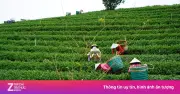 Trà và bài toán nhân lực tại Mỹ: Giấc mơ trồng trà khó thành hiện thực?