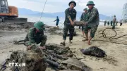 Trục vớt thành công xe tăng thời chiến tại biển Quy Nhơn