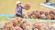 Trái Dừa Nước Từ 'Đồ Bỏ Đi' Thành Đặc Sản, Giải Quyết Việc Làm Ở An Giang