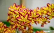 Triển lãm phong lan, cây kiểng, đá cảnh ba miền tại Festival Huế 2026
