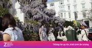 Triệu Phú London 'Khóc Thét' Vì TikToker Tràn Ngập Ngắm Hoa Tử Đằng