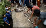 Trăn Gấm Khổng lồ 6 Mét Suýt Vồ Người Dân Ở Indonesia, Được Giải Cứu An Toàn