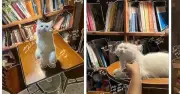Trào lưu tạo ảnh bằng AI: Sáng tạo dễ dàng nhưng lo ngại về dữ liệu