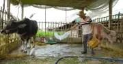 Trâu 'nhân viên' du lịch ở Cồn Sơn: Từ cày ruộng đến biểu diễn cùng đàn cò