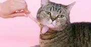Trung Quốc: 'Cuộc cách mạng' công nghệ trong ngành kinh tế thú cưng