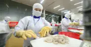 Trung Quốc Trở Thành Thị Trường Thủy Sản Lớn Nhất Của Việt Nam Trong Quý 1/2026