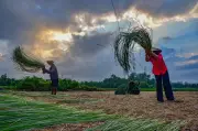 Tây Ninh giữ nhịp nghề quế bên Vàm Nhựt Tao