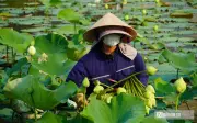 Vợ chồng trẻ khởi nghiệp từ sen trên quê Bác, thu nhập hàng chục triệu mỗi tháng
