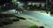 Vụ rừng phá rào thép vào trường học: Thầy cô dẫn học sinh Yên Trung trú ẩn trong phòng