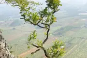 Vụ thu giữ hàng trăm cây mướp hồng khô: Tăng vật khó xử lý, bài toán nan giải