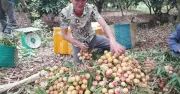 Vải mất mùa, giá cao kỷ lục, thương lái tranh mua từng quả