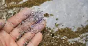 Vi Nhựa Trong Thực Phẩm Hằng Ngày: Mối Nguy Hiểm Thầm Lặng Trên Bàn Ăn