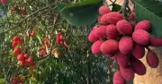 Vải rừng – đặc sản độc lạ lên ngôi giữa mùa hè
