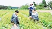 Viện Dược liệu vươn tầm khu vực nhờ cơ chế đột phá từ Nghị quyết 57 và 72