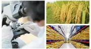 Vinaseed: Hành trình đưa hạt gạo xanh Việt vươn tầm thế giới