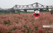 Vườn Cỏ Hồng Dưới Chân Cầu Long Biên: Điểm Hẹn Lãng Mạn Giữa Lòng Hà Nội