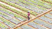 Vùng rau Đơn Dương hồi sinh sau trận lũ lịch sử cuối năm 2025