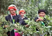 Vàng xanh tạo động lực phát triển kinh tế vùng Tây Côn Lĩnh