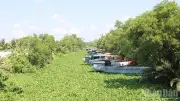 Vĩnh Long: Lục bình phủ kín kênh, gây khó sản xuất và ô nhiễm
