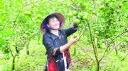 Vĩnh Long phát triển vùng cây ăn trái an toàn, thu hút đầu tư nhà máy chế biến