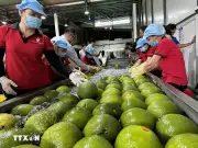 Vĩnh Long Xuất Khẩu Lô Bưởi Đầu Tiên Sang Thị Trường Úc
