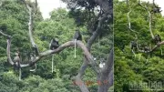 Voọc Chà Vá Chân Đen Phục Hồi Tại Núi Chúa: Dấu Hiệu Tích Cực Cho Bảo Tồn