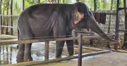 Voi cái Booc Khăm: 'Tiểu thư' đỏng đảnh và câu chuyện tình người - thú ở Tây Nguyên