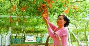 Xã Hồ Thị Kỷ: Tái cấu trúc sản xuất nông nghiệp thích ứng linh hoạt