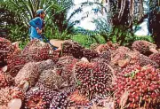 Xuất khẩu dầu cọ Malaysia và Indonesia đạt mức cao nhất trong nhiều tháng