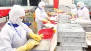 Xuất khẩu nông lâm thủy sản sang Mỹ giảm mạnh: Thách thức từ rào cản kỹ thuật và thuế quan