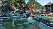 Xuất khẩu thủy sản tăng mạnh, hệ thống quan trắc môi trường đóng vai trò then chốt