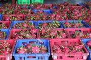 Xây dựng mã số vùng trồng: Chìa khóa giúp trái cây xuất khẩu bền vững