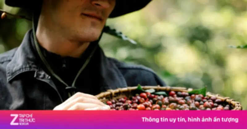 Khám phá bí quyết bón phân cho cây cà phê từ thịt quả ủ hoai