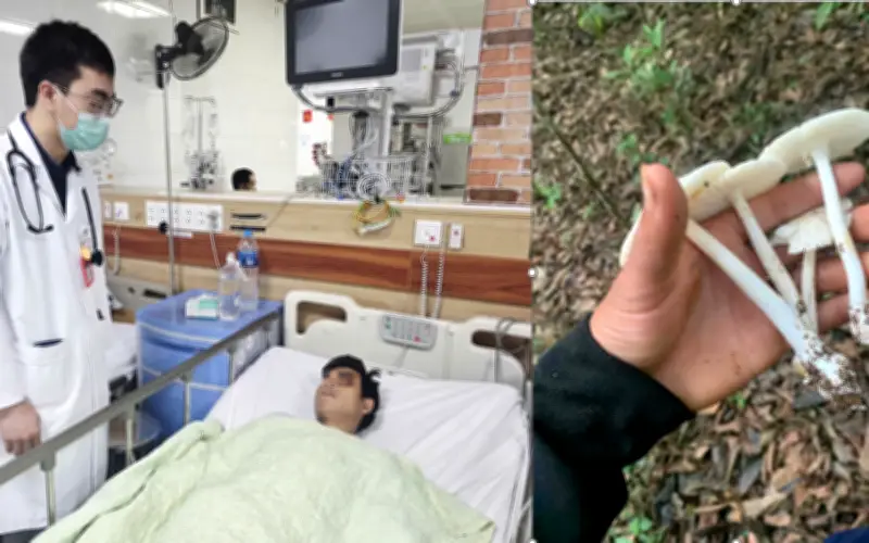 Sai lầm khi ăn nấm tự hái: Nguy cơ viêm gan, suy gan cấp và suy đa tạng