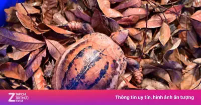 28 rùa quý hiếm hồi hương từ Hàn Quốc về VQG Cúc Phương