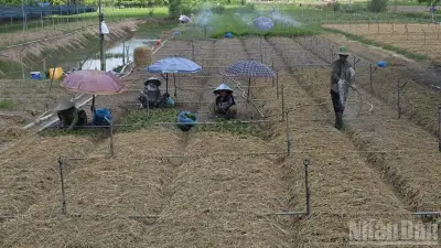An Giang hướng đến nông nghiệp xanh: Biến rơm rạ thành 'mỏ vàng carbon'