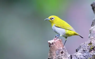Ba khung giờ sinh âm lịch được cho là vương mệnh, hưởng phú quý cả đời