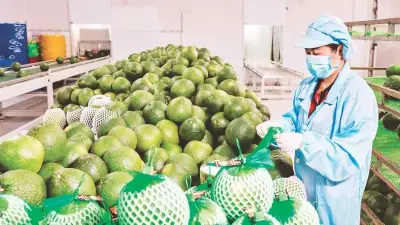 Bưởi Việt Nam chính thức vào Australia, mở ra dư địa tăng trưởng mới cho rau quả