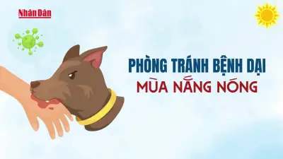 Bệnh dại tăng cao từ tháng 5 đến tháng 8, Bộ Y tế khuyến cáo phòng ngừa