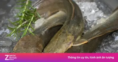 Cá trê: Loài cá 'xấu xí' giàu dinh dưỡng, ai không nên ăn?