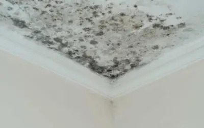 Cách tẩy sạch nấm mốc trên tường nhà bằng nguyên liệu rẻ tiền