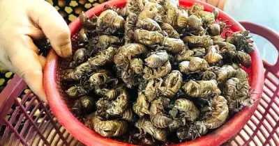 Dân Gia Lai đổ xô nhặt xác ve sầu bán kiếm tiền triệu mỗi ngày