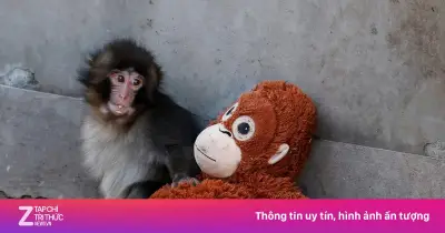 Du khách Mỹ bị bắt vì đột nhập chuồng khỉ Punch nổi tiếng ở Nhật