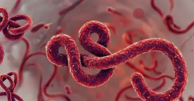 Ebola: Bệnh truyền nhiễm nguy hiểm, đợt bùng phát mới gây lo ngại