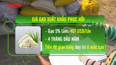 Giá lúa ĐBSCL cải thiện, gạo phát thải thấp nâng tầm cạnh tranh
