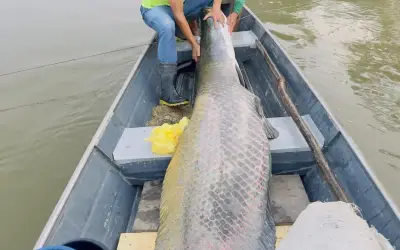Hai anh em câu được cá pirarucu khổng lồ nặng 130kg ở Amazon